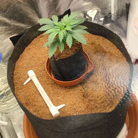 PALINA growlog timeline photo