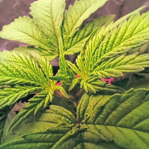 PALINA growlog timeline photo