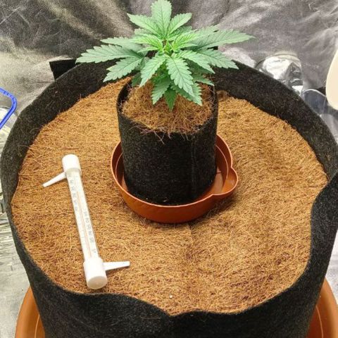 PALINA growlog timeline photo