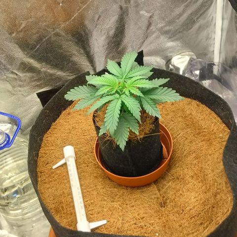 PALINA growlog timeline photo