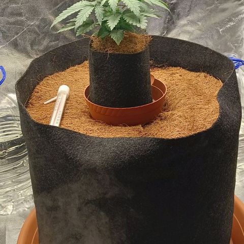 PALINA growlog timeline photo