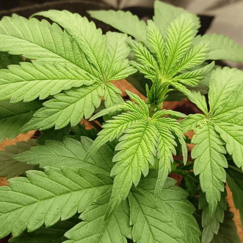 PALINA growlog timeline photo