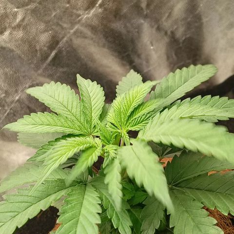 PALINA growlog timeline photo