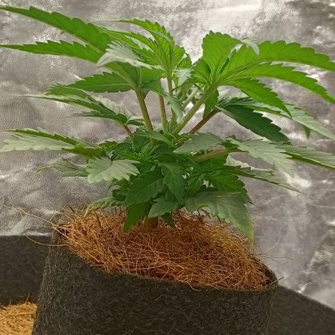 PALINA growlog timeline photo