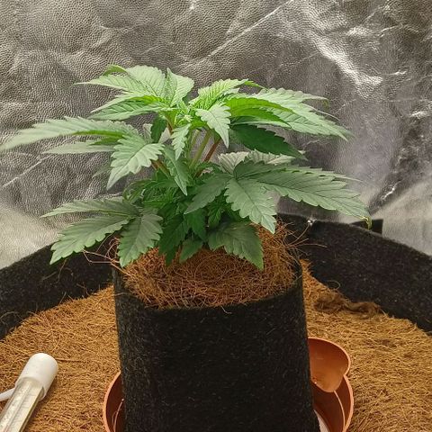 PALINA growlog timeline photo