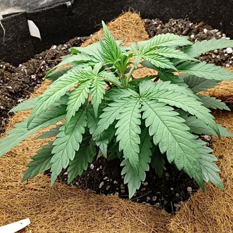 PALINA growlog timeline photo