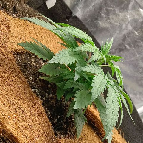PALINA growlog timeline photo