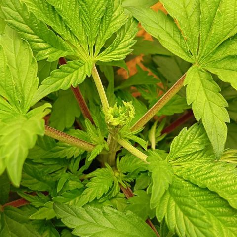 PALINA growlog timeline photo