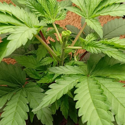 PALINA growlog timeline photo