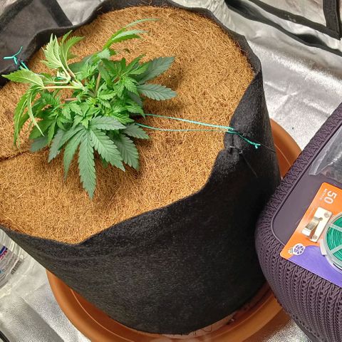 PALINA growlog timeline photo