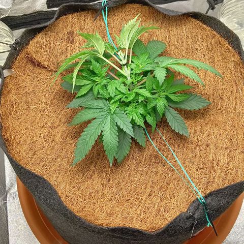 PALINA growlog timeline photo