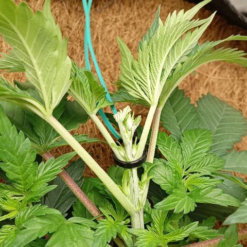 PALINA growlog timeline photo