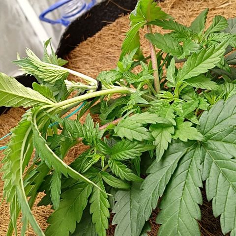 PALINA growlog timeline photo