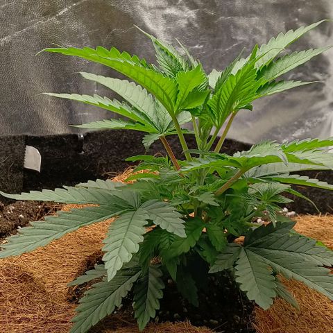 PALINA growlog timeline photo