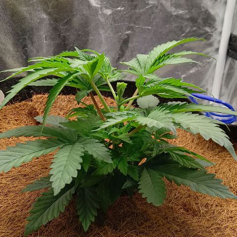 PALINA growlog timeline photo