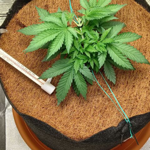 PALINA growlog timeline photo