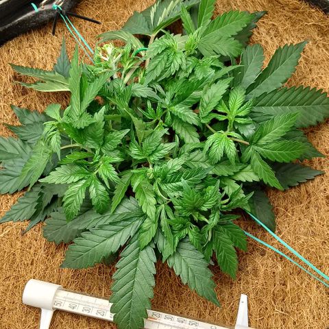 PALINA growlog timeline photo