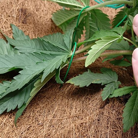 PALINA growlog timeline photo