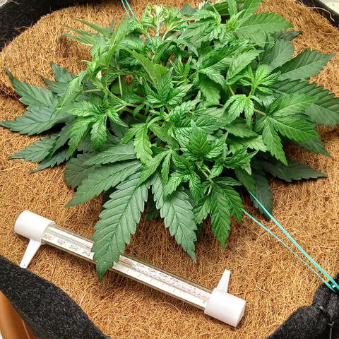 PALINA growlog timeline photo