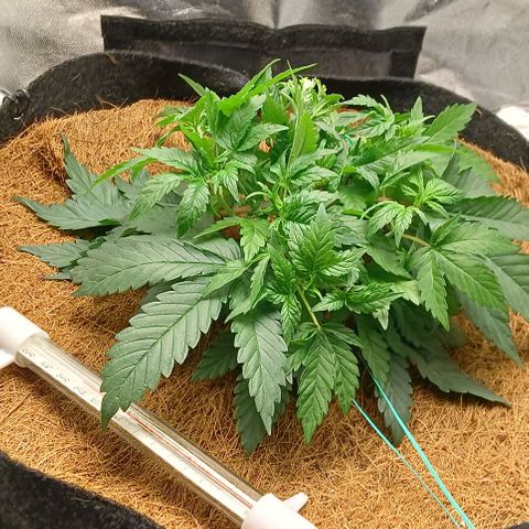 PALINA growlog timeline photo