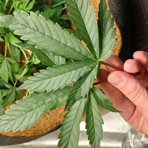 PALINA growlog timeline photo