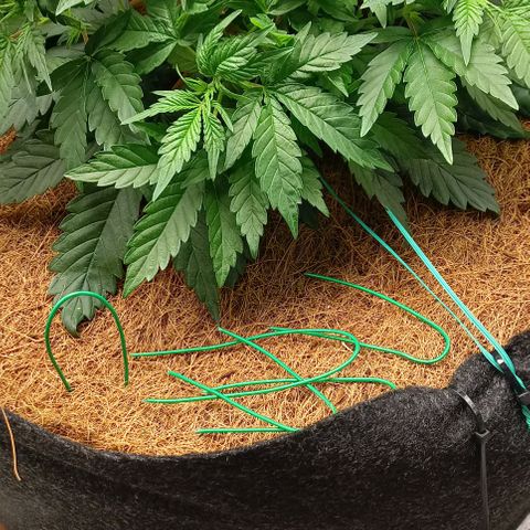 PALINA growlog timeline photo