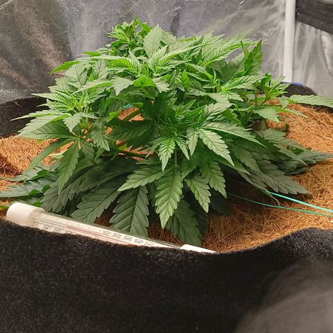 PALINA growlog timeline photo