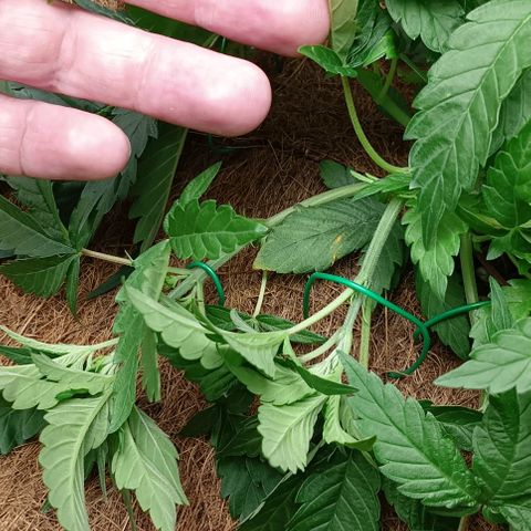 PALINA growlog timeline photo