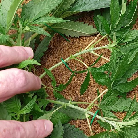 PALINA growlog timeline photo