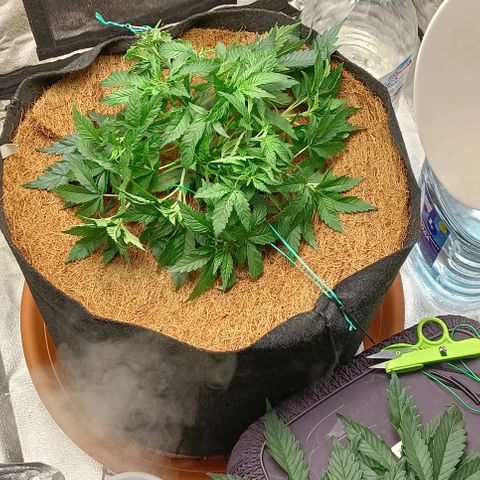 PALINA growlog timeline photo