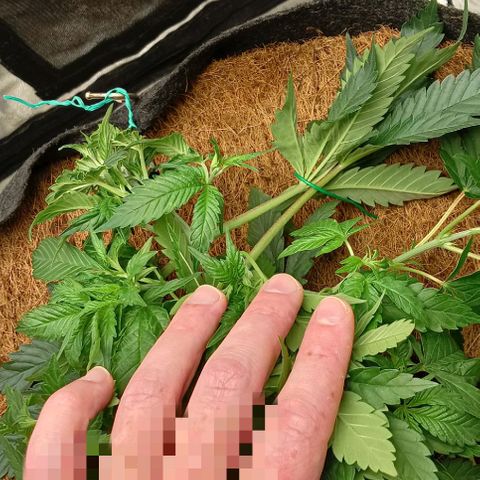 PALINA growlog timeline photo