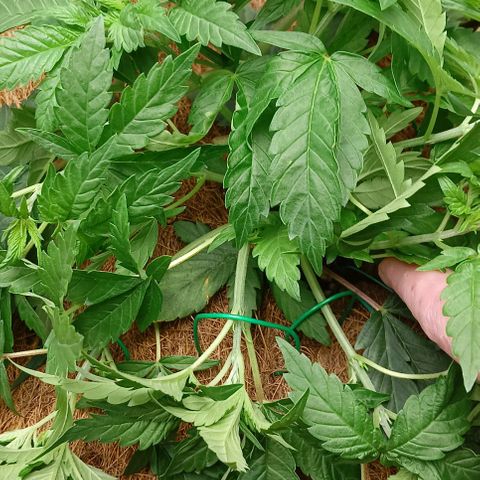 PALINA growlog timeline photo