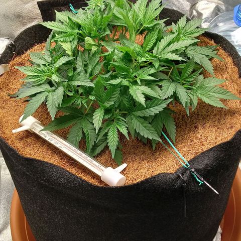 PALINA growlog timeline photo