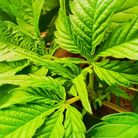 PALINA growlog timeline photo