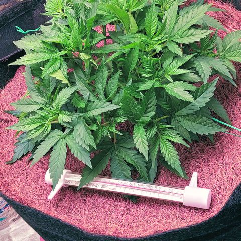 PALINA growlog timeline photo