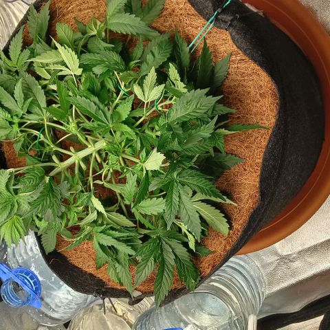 PALINA growlog timeline photo