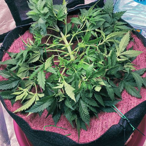 PALINA growlog timeline photo