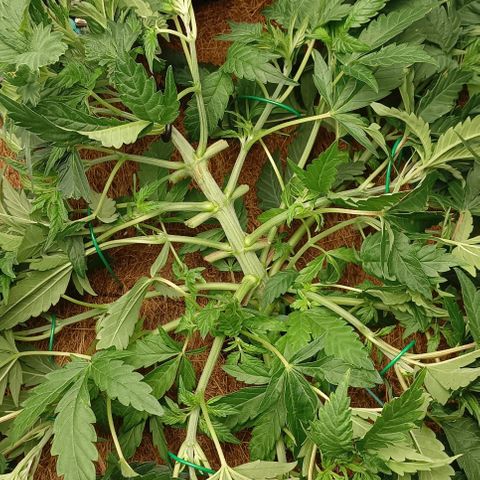 PALINA growlog timeline photo