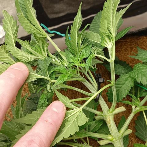 PALINA growlog timeline photo