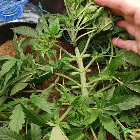 PALINA growlog timeline photo