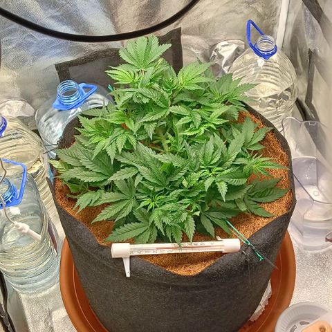 PALINA growlog timeline photo