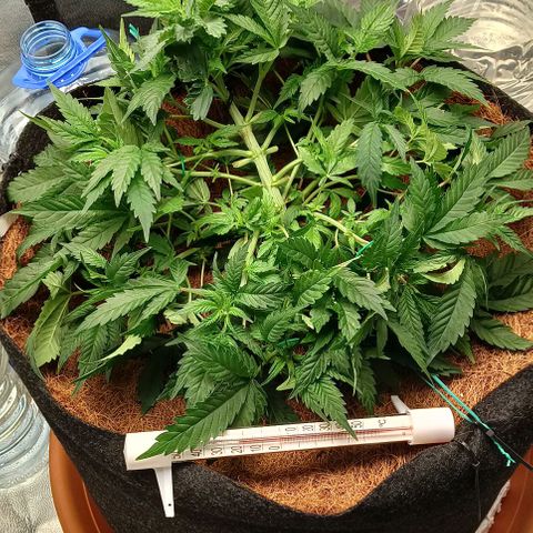 PALINA growlog timeline photo