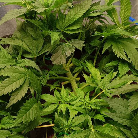 PALINA growlog photo: Подгибаю большие листья вниз, дабы освободить жизненное пространство маленьким, стремящимся к солнцу, арийцам)))