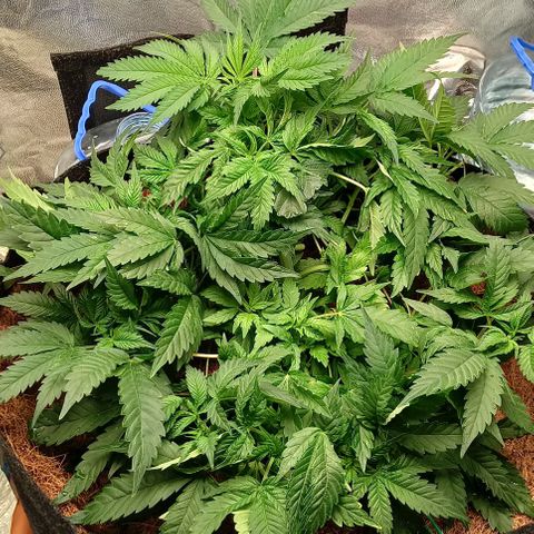 PALINA growlog photo: Подгибаю большие листья вниз, дабы освободить жизненное пространство маленьким, стремящимся к солнцу, арийцам)))