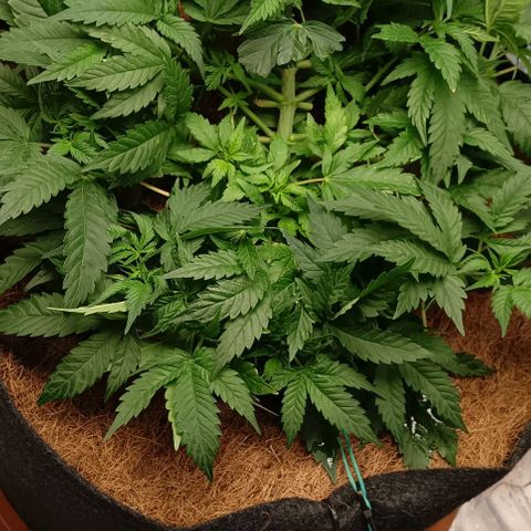 PALINA growlog photo: Подгибаю большие листья вниз, дабы освободить жизненное пространство маленьким, стремящимся к солнцу, арийцам)))