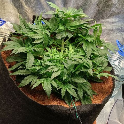 PALINA growlog photo: Подгибаю большие листья вниз, дабы освободить жизненное пространство маленьким, стремящимся к солнцу, арийцам)))