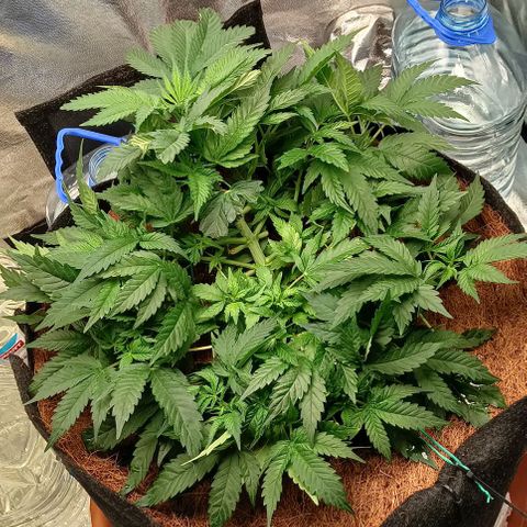 PALINA growlog photo: Подгибаю большие листья вниз, дабы освободить жизненное пространство маленьким, стремящимся к солнцу, арийцам)))