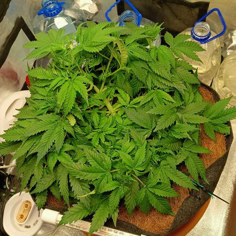 PALINA growlog photo: Навёл в боксе порядок убрав, наконец то, все баклашки. Теперь ещё больше фэн-шуя)))