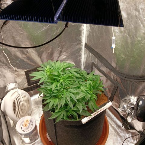 PALINA growlog photo: Навёл в боксе порядок убрав, наконец то, все баклашки. Теперь ещё больше фэн-шуя)))