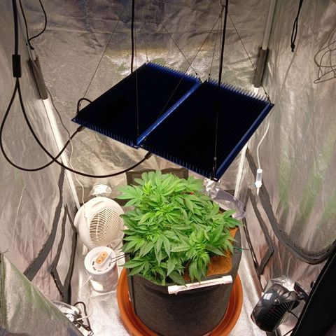 PALINA growlog photo: Навёл в боксе порядок убрав, наконец то, все баклашки. Теперь ещё больше фэн-шуя)))